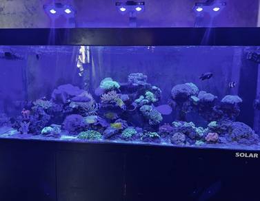 Akuarium 6ft x 2.5ft x 2ft (solar tank)
