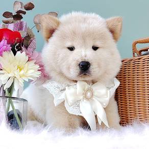 Chow Chow