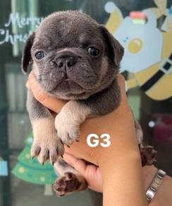 FRENCH BULLDOG PUPPIES VIP250🌻Cute & Healthy Girl