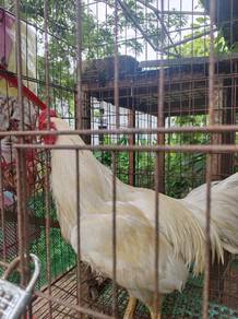 Ayam hujung