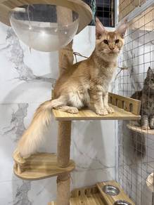 mainecoon purebred
