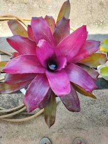 Bromeliad