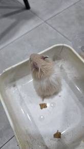 Syrian Hamster long hair