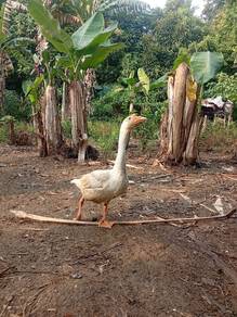 angsa utk dijual