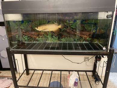 arwana highback & aquarium
