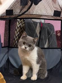 bsh
