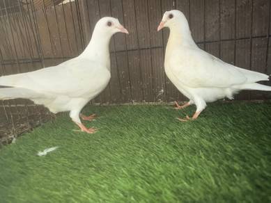 Burung merpati racing homer putih