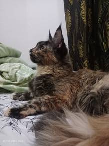 Maine coons 