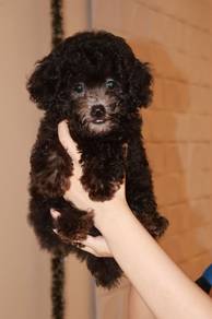 J0902 Grey Poodle Adorable Baby Teddy Puppy