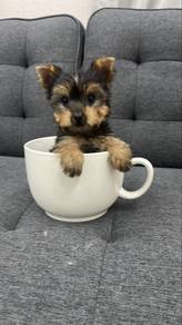 Yorkie Yorkshire Terrier Male Puppy M8