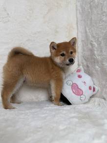 Shiba inu 4 month puppy