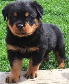 Rottweiler puppy18