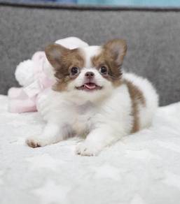 CHIHUAHUA PUPPIES CH202🌷 Head Apple Boy-Girl