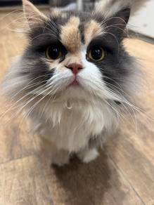 Munchkin Long Hair