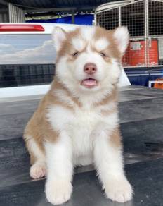 HUSKY WOOLY PUPPIES Beautifully M66 Male-Female