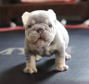 FRENCH BULLDOG PUPPIES VIP244🌻Cute & Healthy