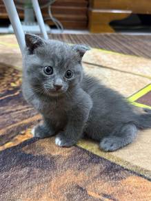 British Shorthair Kitten