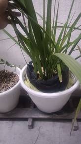pokok kurma ajwa