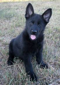 GEP1000 #MKA black german shepherd puppies