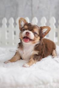 Chihuahua Puppy Female 055