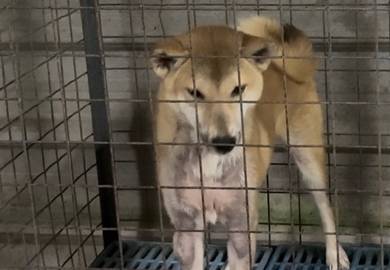 Shiba inu