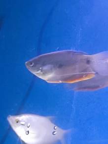 Gourami 