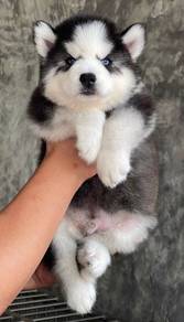 SIBERIAN HUSKY PUPPIES Sb223🌻 Male-Female