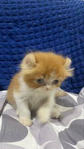 Kitten Mixed Folded Ear/Munchkin/Flat Face🐱🤎