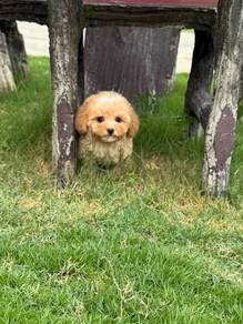 Short leg Poodle puppy