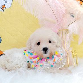 Poodle