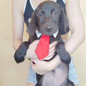 Labrador Retriever