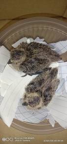 anak burung terkukur