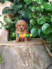 Poodle (F)