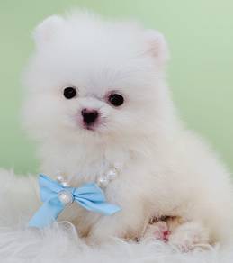 Pomeranian