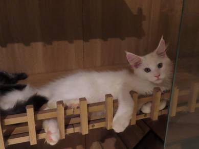Purebreed Mainecoon Kitten