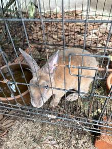 Male Rabbit