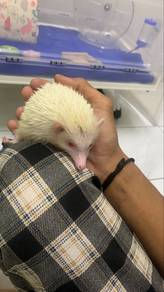 hedgehogs for sale