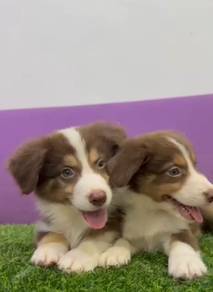 Border collie chocolate tri rare color