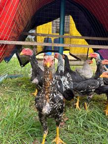Anak ayam ratu umur 2 bulan lebih