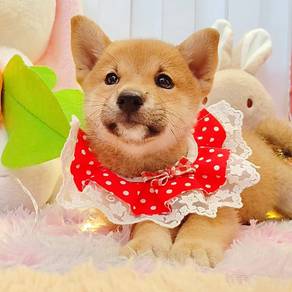 Shiba Inu
