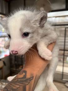 Platinum Fox