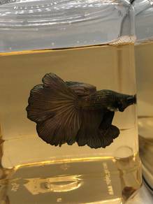 Betta Fish