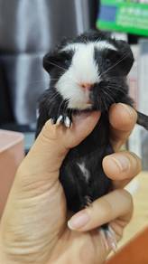 Guinea pig