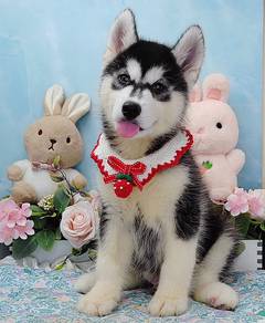 Wooly Husky