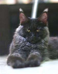 Purebred Maine Coon