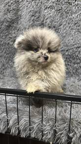 Pure Breed Blue Merle Pomeranian (Male) 纯种陨石色博美 男生