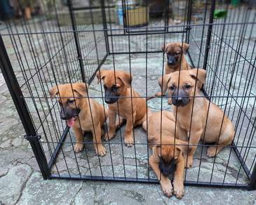 Belgium Malinois mix puppies