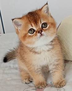 kucing British shorthair kitten BSH golden kitten