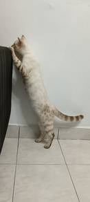 snow bengal & marble