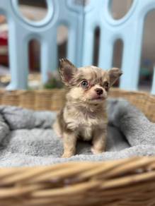 Chihuahua h